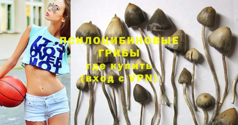 Псилоцибиновые грибы Psilocybe  Видное 